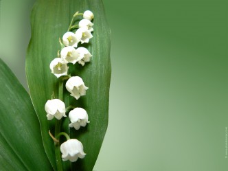 muguet